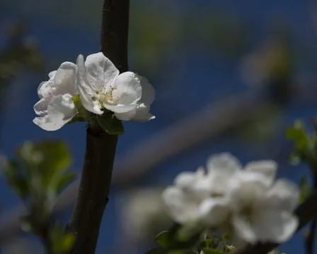 Blossoms on a tree in the park Stock Photos