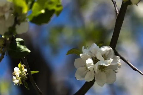 Blossoms on a tree in the park Stock Photos