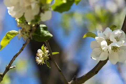 Blossoms on a tree in the park Stock Photos