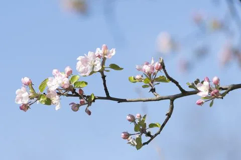 Blossoms on a tree in the park Stock Photos