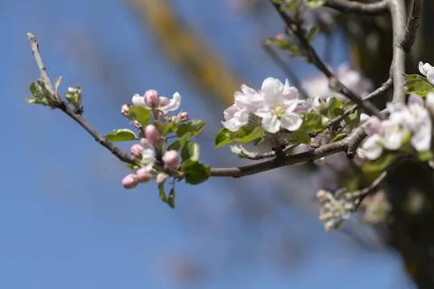 Blossoms on a tree in the park Stock Photos