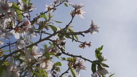 Blossoms on tree in spring Stock Footage 129432786