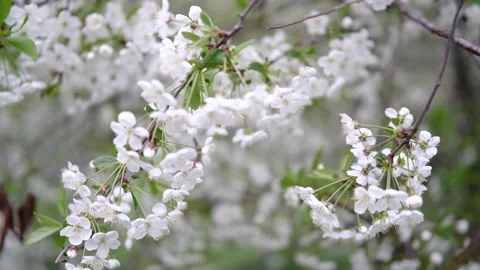 Blossoms trees beautiful blooming background, floral scene Video stock 303703111