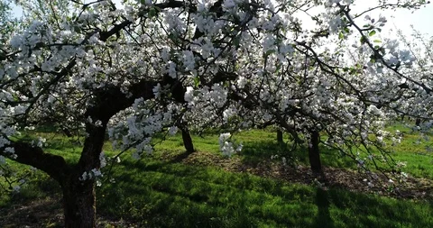 Blossoms trees at spring Stock Footage 95066852