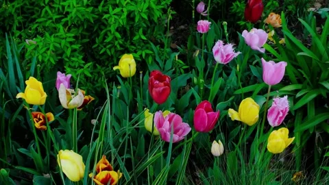 Blossoms in Ukima Park Stock Footage 333129336