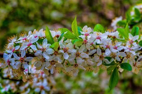 Blossoms of a wild plum tree Stock Photos