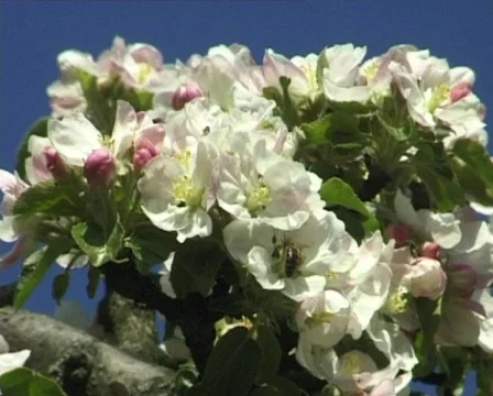 Blossomy bee Stock Footage 312275