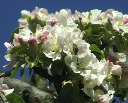 Blossomy bee Stock Footage 327243