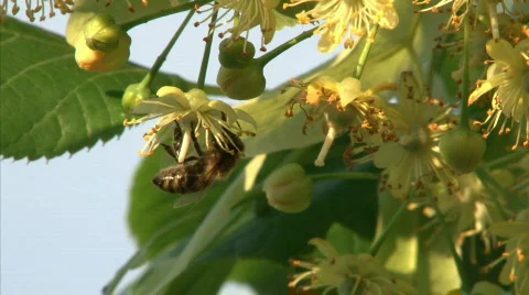 Blossomy bee Stock Footage 459613