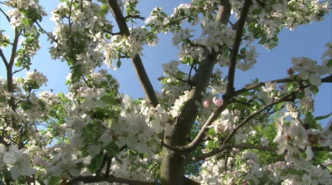 Blossomy tree Stock Footage 981606