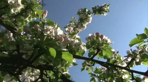 Blossomy tree Stock Footage 981620