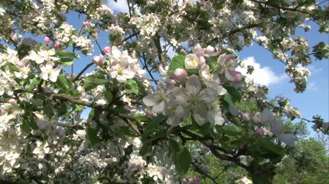 Blossomy tree Stock Footage 981632
