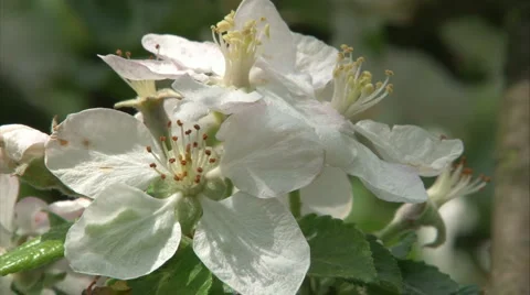 Blossomy tree Stock Footage 981645