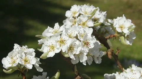 Blosson on Doyenne De Comice pear tree Stock Footage 153020637