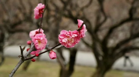 Blossum &amp; Anonymous People Video stock 655356