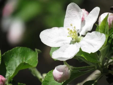 Blossum from Apple Tree Stock Photos