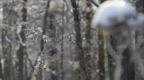 Blossum Berries in Snow Stock Footage 10562743