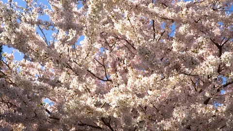 A Blossum tree full of Bees Video stock 105610407