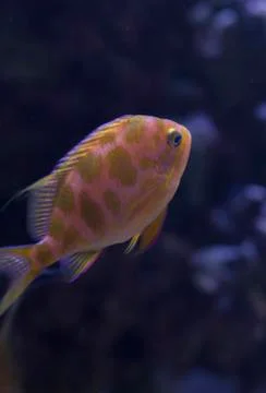 Blotched Anthias Stock Photos