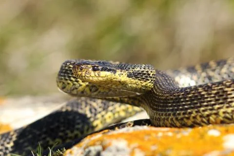 Blotched snake on strike position Stock Photos