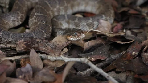 Blotched Watersnake crawls away. Stockbeeldmateriaal 51480464