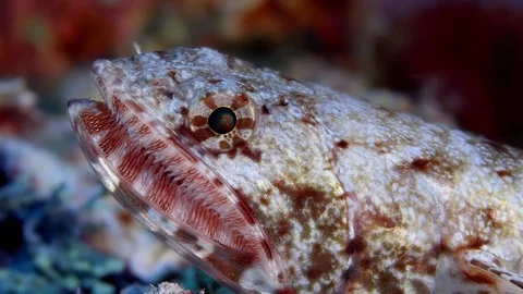 Blotchy Lizardfish or slender lizardfish (saurida gracilis), portrait from th Stock Footage 85290902