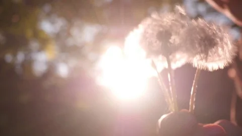 Blow Away Dandelion 스톡 동영상 77124451