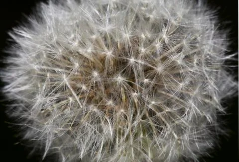 Blow Ball Macro Stock Photos