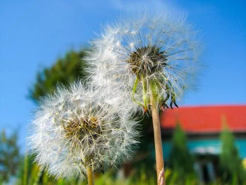 Blow-ball Stock Photos