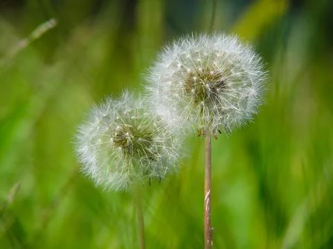 Blow-ball Stock Photos