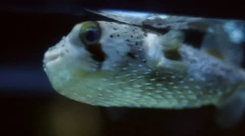 Blow Fish Stock Footage 10877219