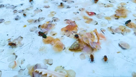 Blow flies resting on scattered fish scales and discarded seafood scraps. Stock Footage 345199170