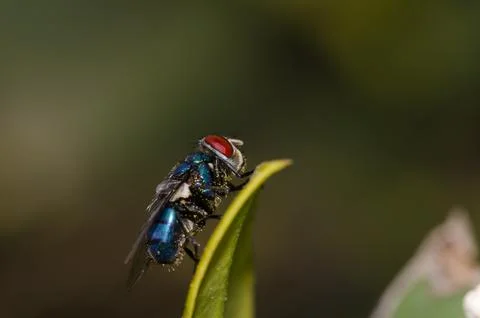 Blow fly Calliphora sp. Stock Photos