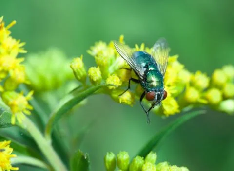 Blow fly close up Stock Photos