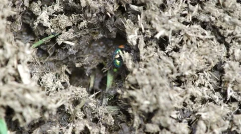 Blow Fly on the dung Stock Footage 52147893