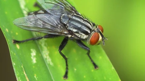 Blow Fly on a Green Leaf in Closeup Video stock 91634356