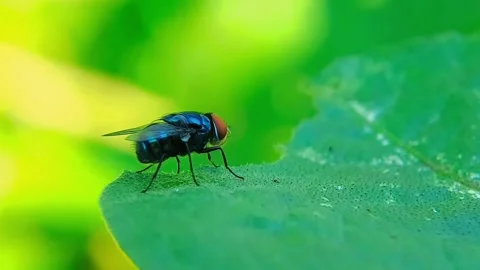 Blow Fly Grooming on Green Leaf Macro 4K Wildlife Video Stock Footage 345918236