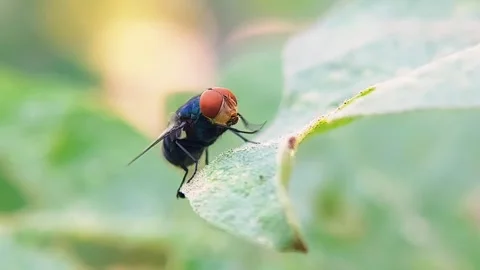Blow Fly Grooming on Green Leaf Macro Slow Motion 4K Wildlife Video Stock Footage 345918244