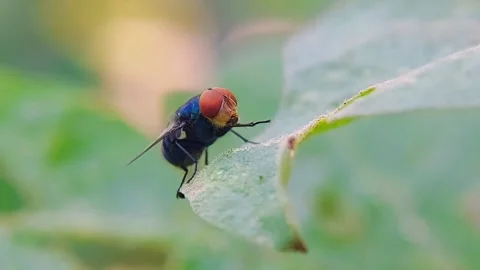 Blow Fly Grooming on Green Leaf Macro Slow Motion 4K Wildlife Video Stock Footage 345918292