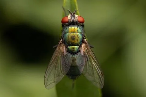Blow Fly Stock Photos