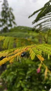 The Blow Fly Stock Photos