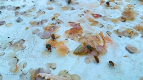 Blow fly sitting around scattered fish scales and seafood scraps - static shot. 库存影片 340906015