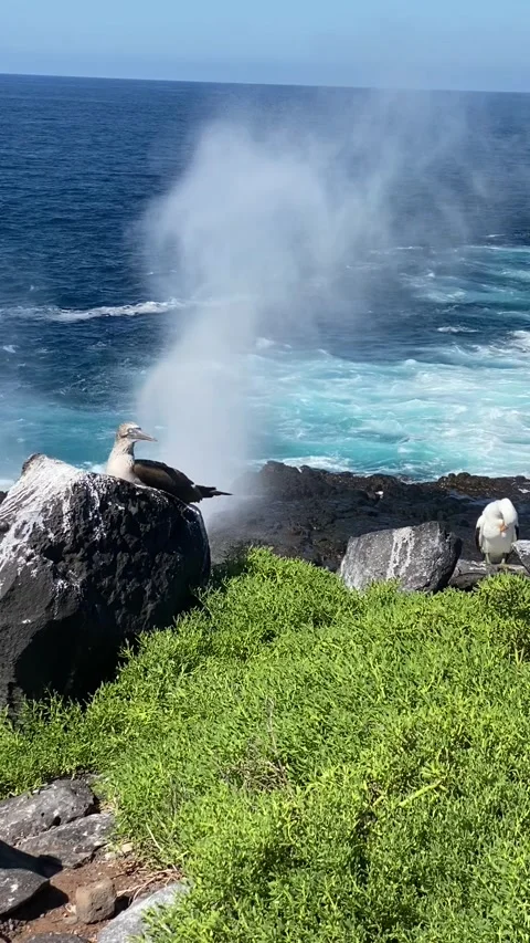 The Blow Hole Stock Footage 257180620