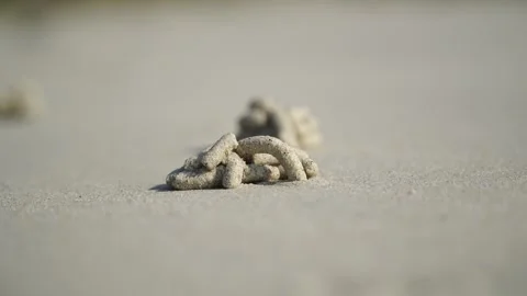 Blow lugworm Stock Footage 304898761