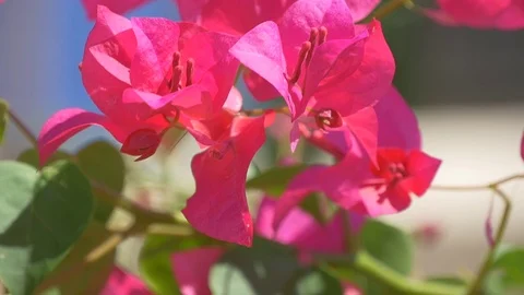 Blow in to the nature Video stock 72371698