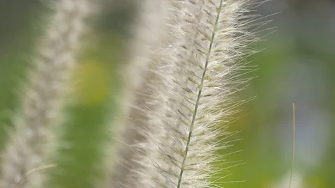 Blow in to the nature Video stock 72372645