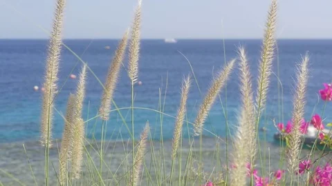 Blow in to the nature Video stock 72376385