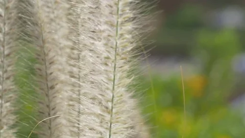 Blow in to the nature Video stock 72378745