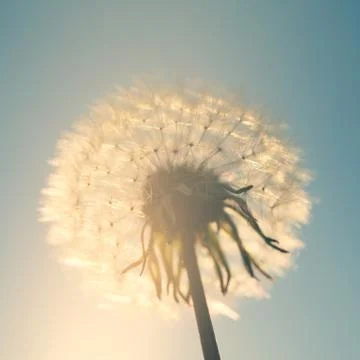 Blowball in the backlight Stock Photos