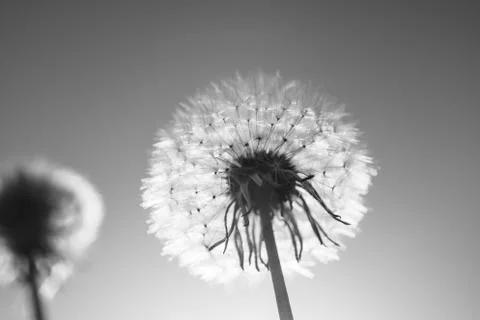 Blowball in the backlight Stock Photos